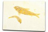 Limestone with Two Fossil Fish (Knightia) - Wyoming #360723-1